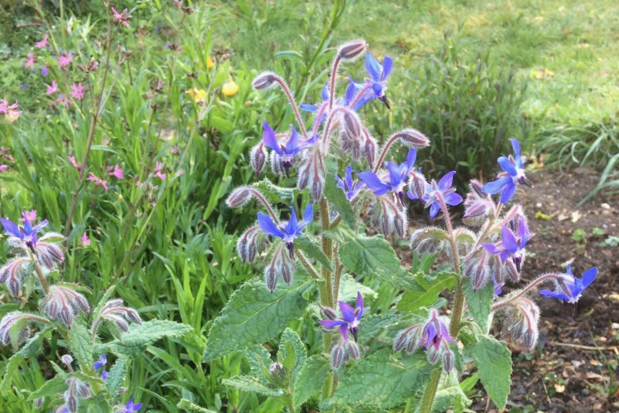 The Holt borage